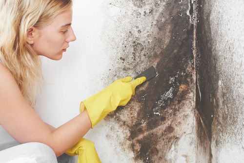Mold Removal